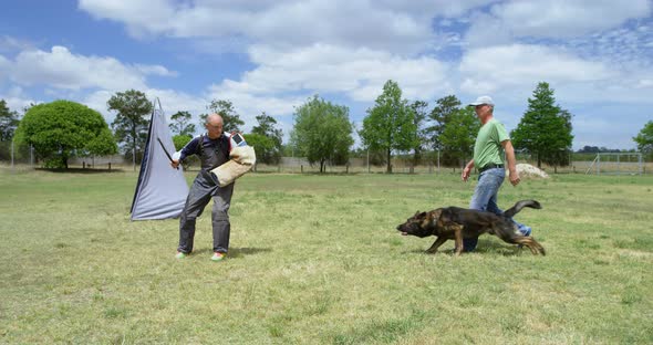 Trainer training a shepherd dog in the field 4k