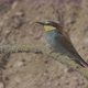 European Beeeater or Merops Apiaster - VideoHive Item for Sale
