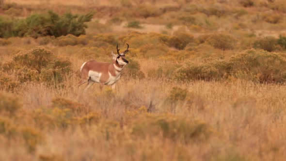 Pronghorn in Yellowstone National Park