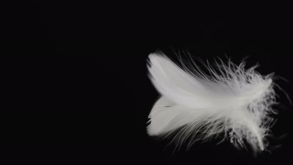 Real Shot of Falling White Bird Feather on a Black Mirror Surface  Resolution