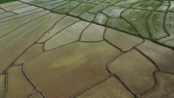 Aerial drone view of agriculture in rice on a beautiful field filled with water