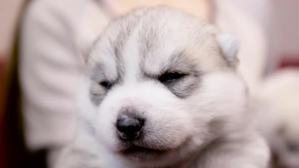 cute newborn Husky puppy held by owner and looking at camera