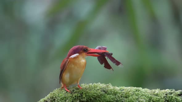 the rufous backed kingfisher eats a red dragonfly