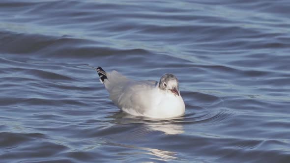Close view of lone grey-headed gull swimming in wavy water