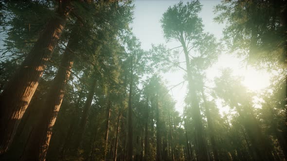 Redwood Forest Foggy Sunset Scenery