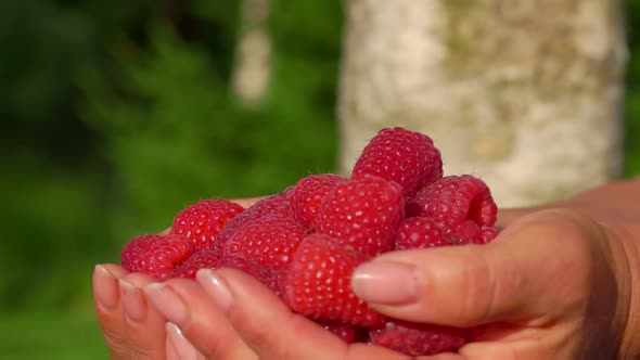 Close Up of Female Hands Full of Large Juicy Raspberries