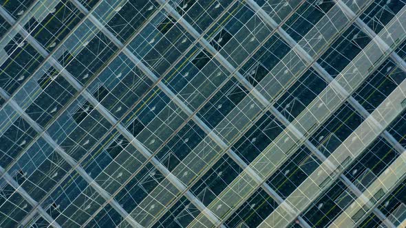 Aerial Top View of Venlo or Dutch Greenhouse Plant