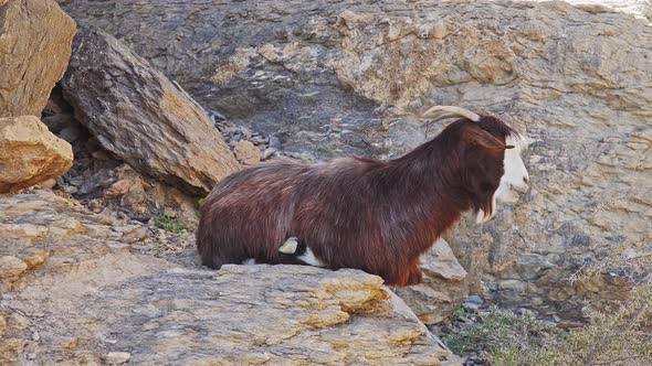 Arabian Tahr or Mountain Goat Resting on Rock Wadi Ghul Aka Grand Canyon of Oman in Jebel Shams