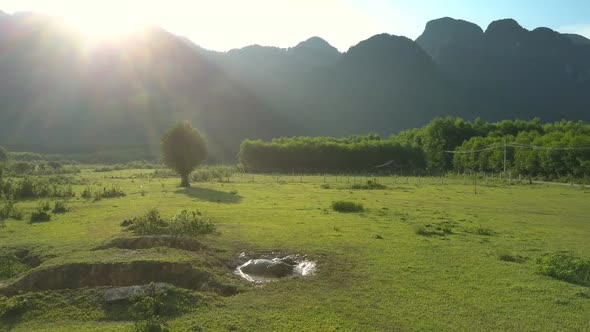 Flycam Shows Funny Buffaloes Resting in Tiny Muddy Pond