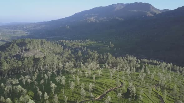 Endless Tropical Highland with Fresh Green Plantations