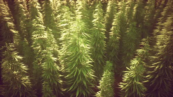 Field of Green Medial Cannabis