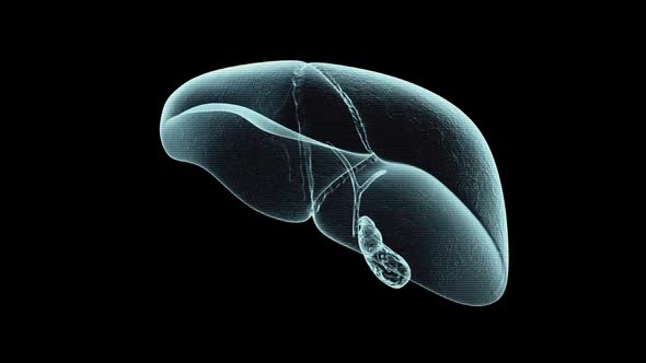 Male Liver Medical Scan Anatomy In Black Loop