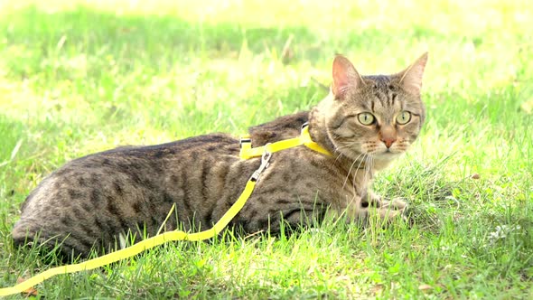 Walking a domestic cat on a yellow harness. The tabby cat is afraid of outdoor,hides in the green gr