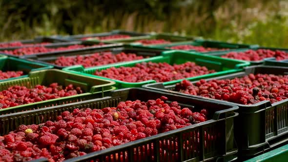 Harvesting Berries. Close-up