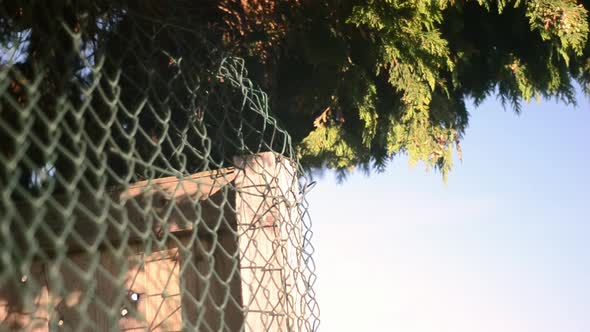 Fern tree and fencing against breezy blue sky