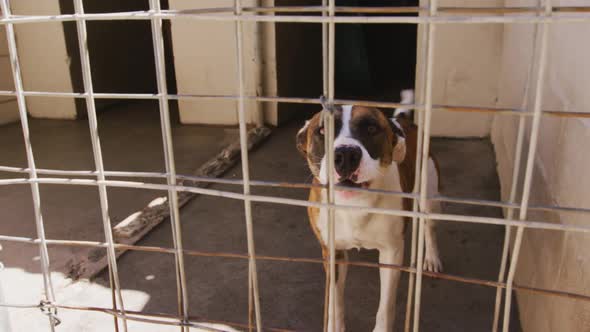 Abandoned dog locked up in a shelter