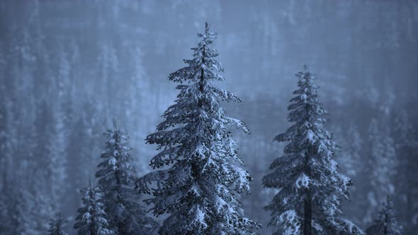 Carpatian Mountains Fog and Mist at the Pine Forest