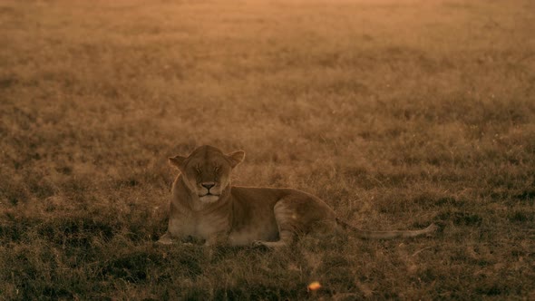 A lioness is resting in the meadow and looking around