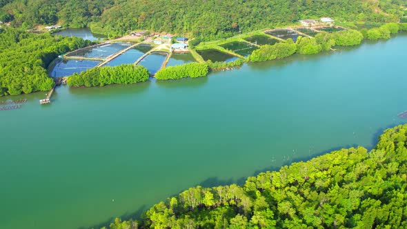 An island-shaped mangrove forest in the middle of a river mouth near the sea.