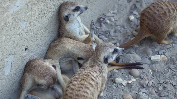 Meerkats relaxing in a group a sunny day against a wall