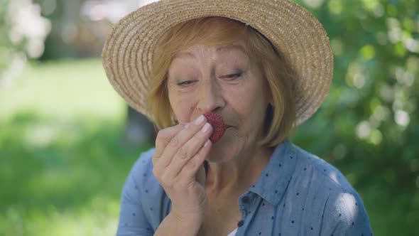 Closeup Portrait of Happy Senior Woman in Straw Hat Admiring Organic Red Strawberry Stretching Berry