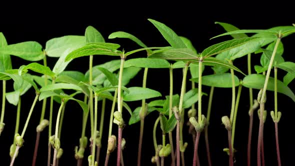 Time Lapse of Growth Mung Bean Plants