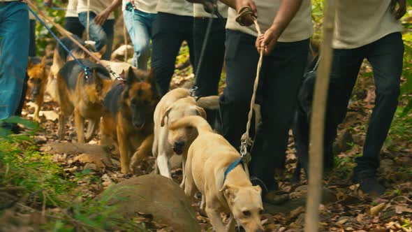 Army Soldier with Military Dog Find Searching in Jungle