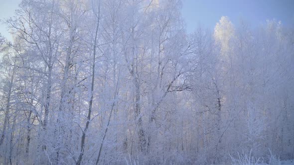 Walk Through the Winter Forest with Snowcovered Trees on a Beautiful Frosty Morning
