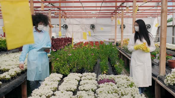 Mixed Race Agronomists Inspecting and Examine Plants