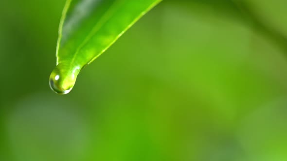 Super Slow Motion Shot of Droplet Falling From Fresh Green Leaf at 1000Fps