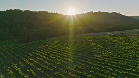 Drone Moving Over Green Vineyard Against Sky Plants at Farmland During Sunset