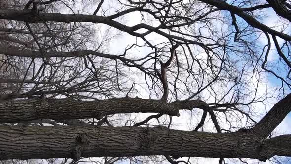 Vertical Video of the Forest with Trees Without Leaves