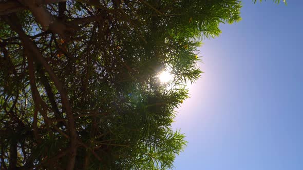 Sun Glaring Through the Huge Trees