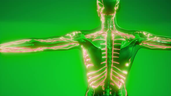 Blood Vessels of Human Body alt