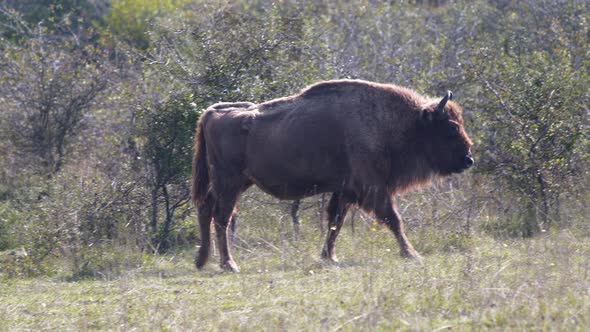 European bison bonasus walking in a grassy steppe with bushes,Czechia.