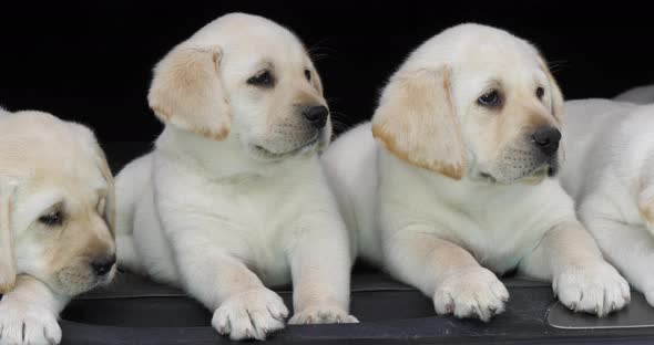 Yellow Labrador Retriever, Puppies in the Trunk of a Car, Normandy in France, Slow Motion 4K