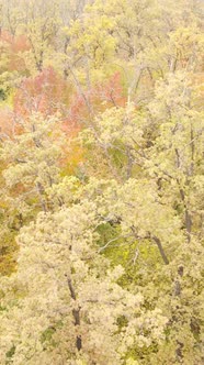 Vertical Video of a Forest in an Autumn Day