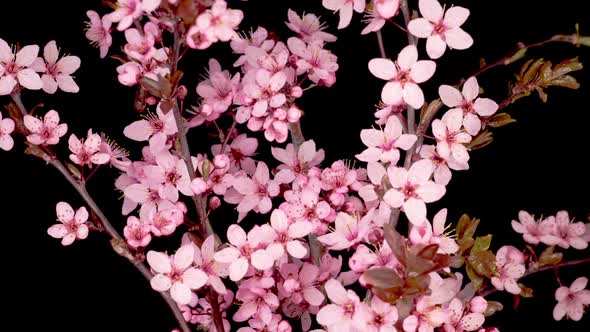 Pink Flowers Blossoms on the Branches Cherry Tree