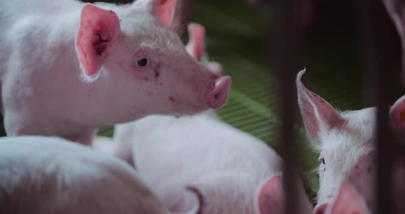 Pigs at Livestock Farm Pork Production Piglet Breeding