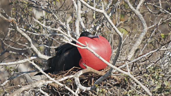 male frigatebird on isla genovesa in the galalagos islands, ecuador