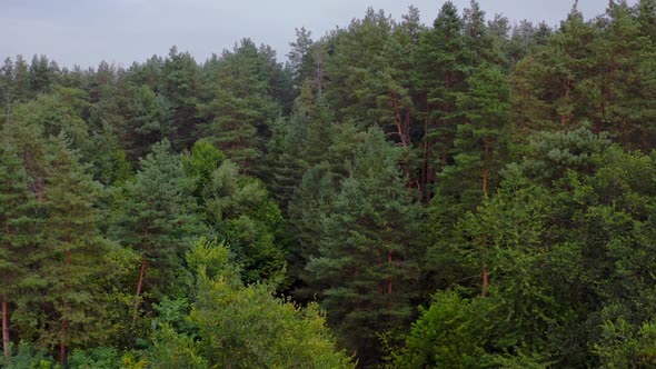 Forest view from above. Aerial view of evergreen pine forest