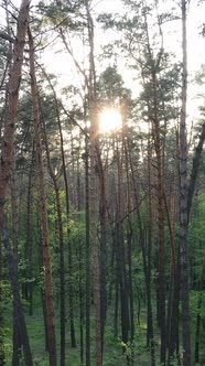 Vertical Video of Many Trees in the Forest