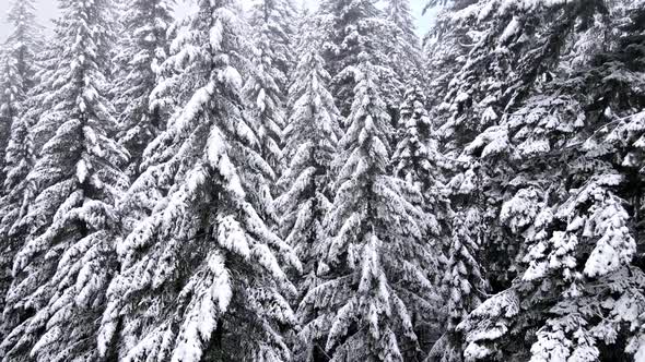 Flying over snow covered forest in Oregon