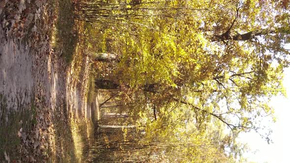 Vertical Video of the Forest on an Autumn Day Slow Motion