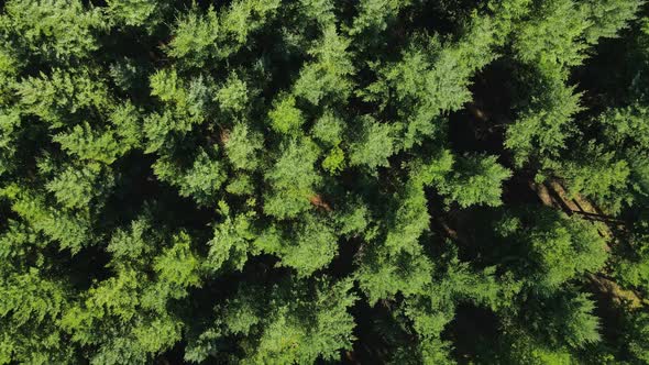 Top down rising flying above treetops on a beautiful green pine woodland background at daytime