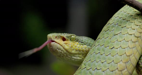 Side View of Bamboo Pit Viper Tongue-flicking - close up