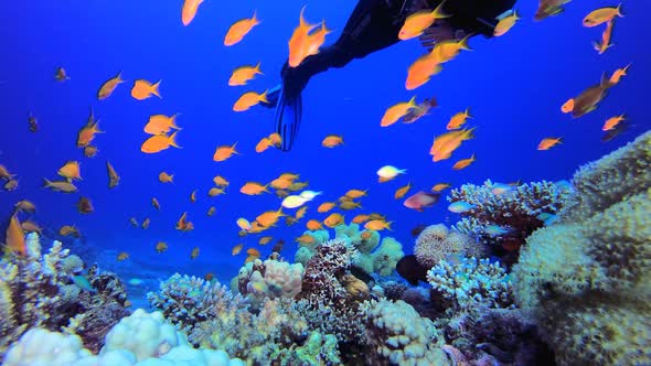 Underwater Tropical Water Blue Sea and A Diver