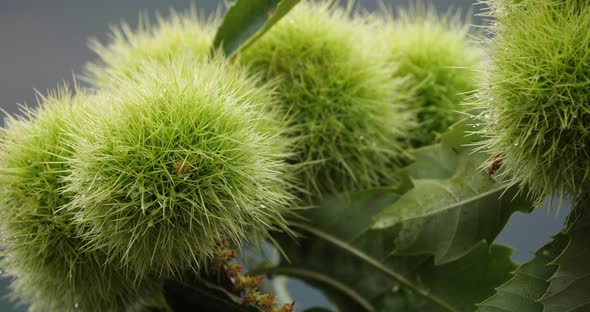 Chestnut trees, The Cevennes National park, Lozere department, France