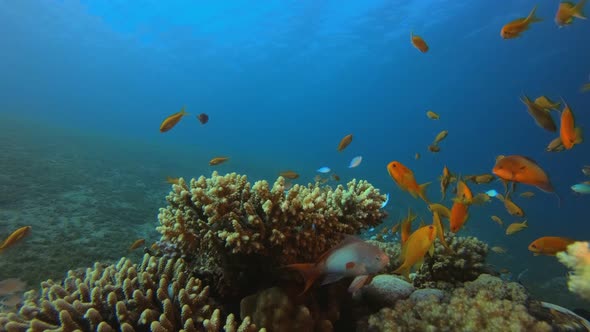 Underwater Happy Orange Fish