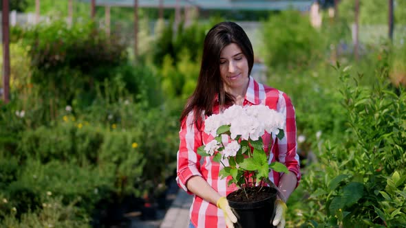 Portrait, Young Woman Gardener Holding White Blooming Hydrangea in Flowerpot in Her Hands, Against